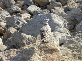 Croatia -Krk (Insula Krk)