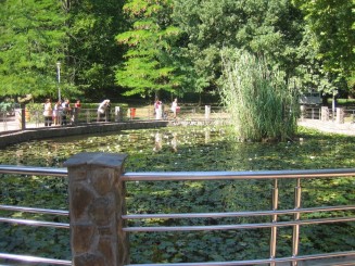 Bazin cu nuferi si testoase