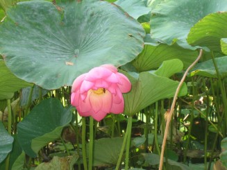 Lotusi