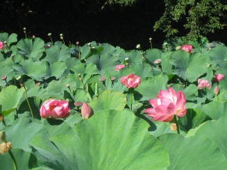 Lotusi