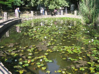 Bazin cu nuferi si testoase