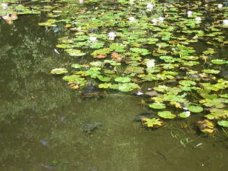 Bazin cu nuferi si testoase