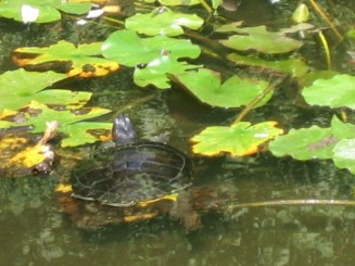 Bazin cu nuferi si testoase