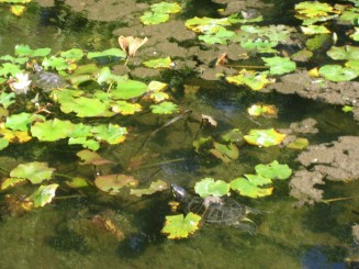 Bazin cu nuferi si testoase