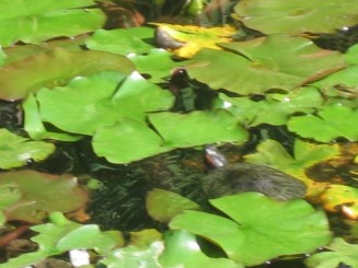 Bazin cu nuferi si testoase