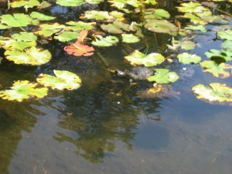 Bazin cu nuferi si testoase