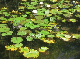 Bazin cu nuferi si testoase
