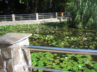 Bazin cu nuferi si testoase