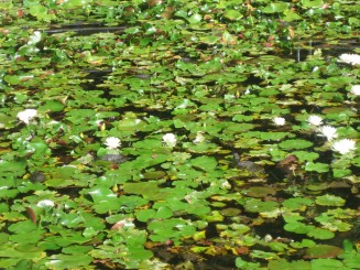 Bazin cu nuferi si testoase