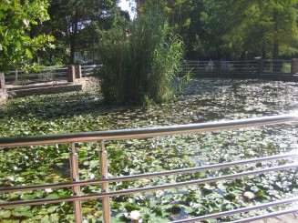 Bazin cu nuferi si testoase