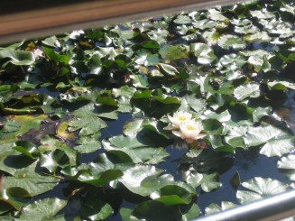 Bazin cu nuferi si testoase