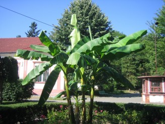 Ape termale cu valoare curativa extrem de valoroasa-Baile Felix