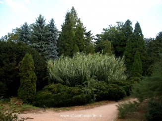 Arboretumul Simeria, Ansamblul Bela Fay