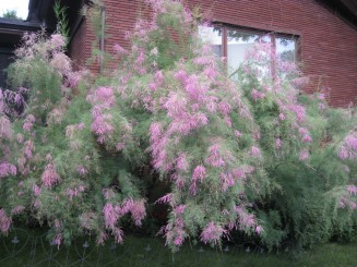 Montreal, cateva casute ...