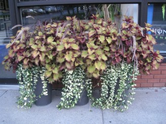 Montreal, cateva casute ...