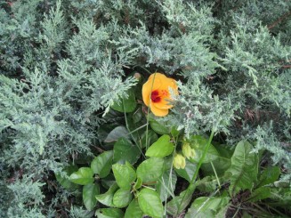 Montreal, cateva casute ...