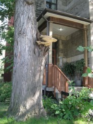 Montreal, cateva casute ...