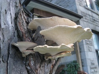 Montreal, cateva casute ...