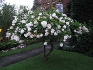 Montreal, cateva casute ...