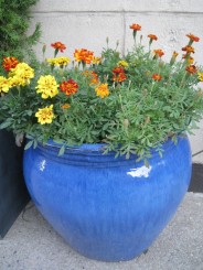 Montreal, cateva casute ...