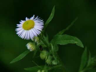 Florile Onestiului