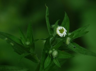 Florile Onestiului