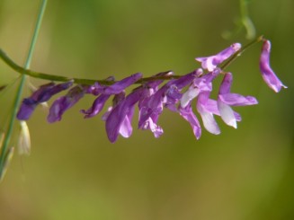 Florile Onestiului