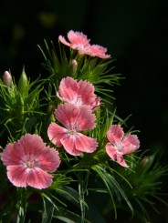 Florile Onestiului