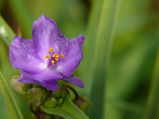 Florile Onestiului