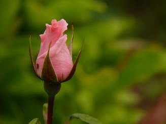 Florile Onestiului