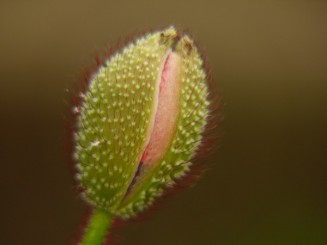 Florile Onestiului