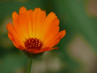 Florile Onestiului