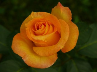 Florile Onestiului