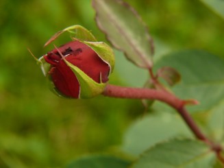 Florile Onestiului