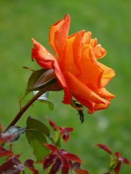 Florile Onestiului