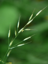 Florile Onestiului