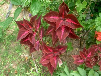 Baturite  - Manastirea Iezuitilor (Brazilia)