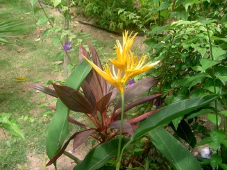 Baturite  - Manastirea Iezuitilor (Brazilia)