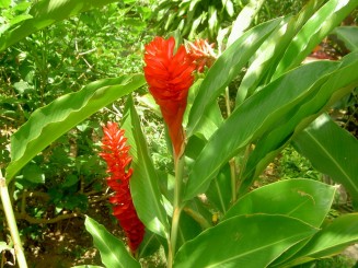 Baturite  - Manastirea Iezuitilor (Brazilia)