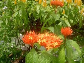 Baturite  - Manastirea Iezuitilor (Brazilia)