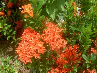 Baturite  - Manastirea Iezuitilor (Brazilia)