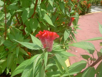 Baturite  - Manastirea Iezuitilor (Brazilia)