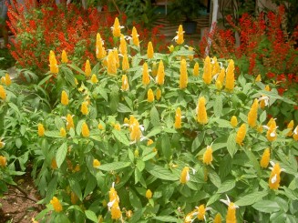 Baturite  - Manastirea Iezuitilor (Brazilia)