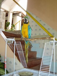 Baturite  - Manastirea Iezuitilor (Brazilia)