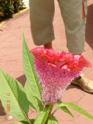 Baturite  - Manastirea Iezuitilor (Brazilia)