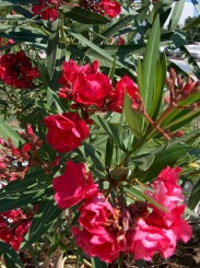 Cateva poze din insula Kea