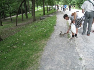 Veveritele din Montreal
