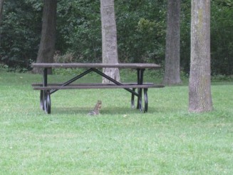 Montreal - Parcul Mont Royal