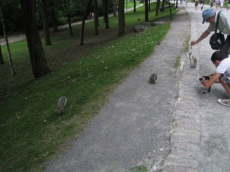 Montreal - Parcul Mont Royal