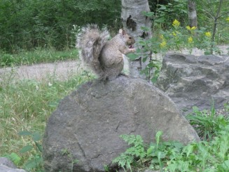 Montreal - Parcul Mont Royal